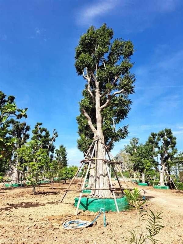 ต้นพูนทรัพย์ / ต้นกะบก  NO.44 สวนเทพรักษ์ไม้ล้อม  | เทพรักษ์ ไม้ล้อม - เมืองลพบุรี ลพบุรี