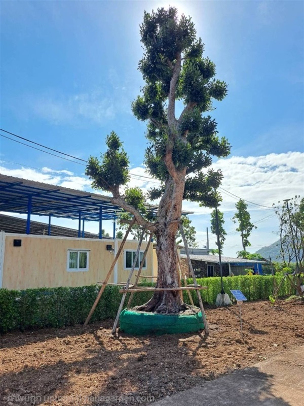 ต้นพูนทรัพย์ / ต้นกะบก  NO.58 สวนเทพรักษ์ไม้ล้อม | เทพรักษ์ ไม้ล้อม - เมืองลพบุรี ลพบุรี