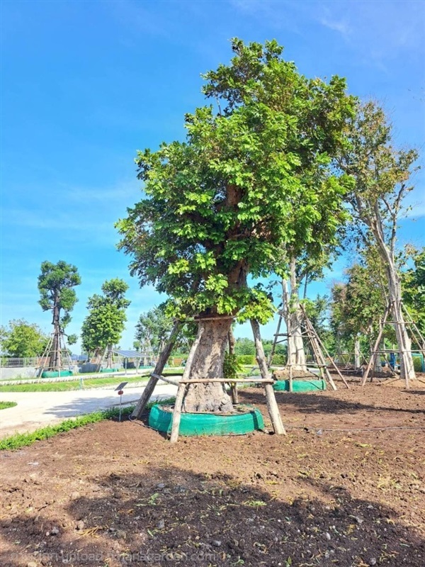 ต้นแดง No.66 สวนเทพรักษ์ไม้ล้อม  | เทพรักษ์ ไม้ล้อม - เมืองลพบุรี ลพบุรี