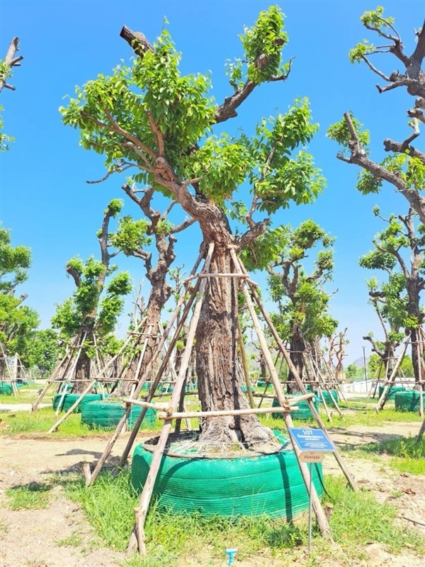 ต้นพยอม-ดอกขาว No.107 สวนเทพรักษ์ไม้ล้อม | เทพรักษ์ ไม้ล้อม - เมืองลพบุรี ลพบุรี