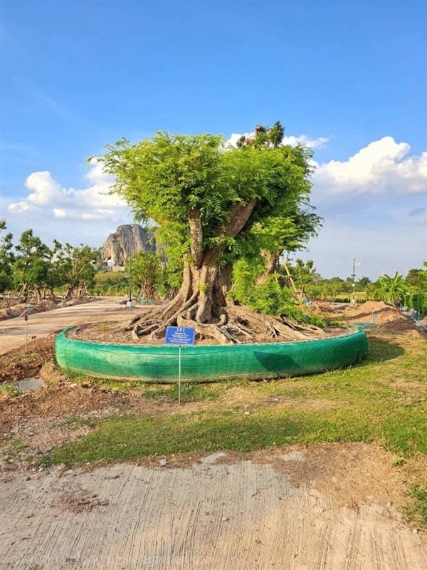 ต้นมะขาม No.191 สวนเทพรักษ์ไม้ล้อม | เทพรักษ์ ไม้ล้อม - เมืองลพบุรี ลพบุรี