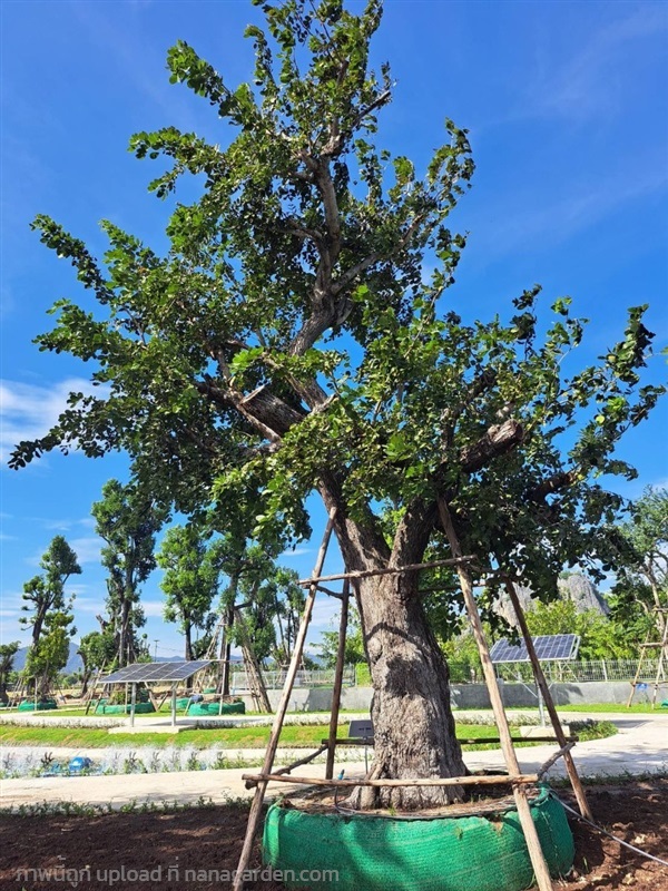 ต้นมะค่าแต้ No.1 สวนเทพรักษ์ไม้ล้อม | เทพรักษ์ ไม้ล้อม - เมืองลพบุรี ลพบุรี