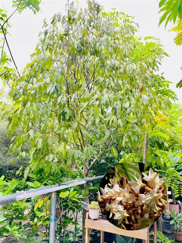 ต้นจันกระพ้อ | เดือนพันธุ์ไม้มงคล - บางใหญ่ นนทบุรี