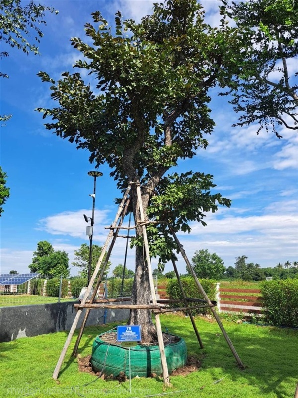 ต้นสมอ No.78 สวนเทพรักษ์ไม้ล้อม | เทพรักษ์ ไม้ล้อม - เมืองลพบุรี ลพบุรี