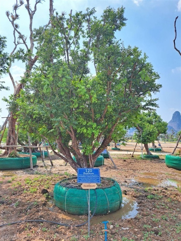 ต้นเสม็ดแดง No.120 สวนเทพรักษ์ไม้ล้อม | เทพรักษ์ ไม้ล้อม - เมืองลพบุรี ลพบุรี