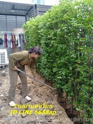 รับปลูกต้นโมกทุกสถานที่