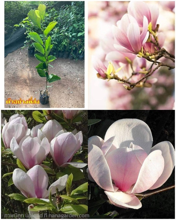 ต้น Magnolia Sundew แมกโนเลีย ซันดิว | Shopping by lewat - เมืองมหาสารคาม มหาสารคาม