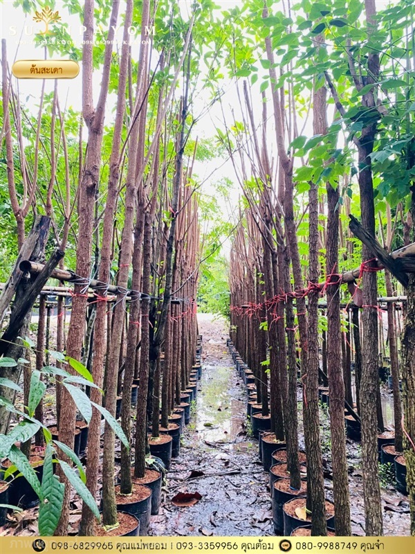 ต้นสะเดา ขนาดลำต้น 2 นิ้ว สูง 3 เมตร | สวนพยอมไม้ล้อม จำหน่ายไม้ขุดล้อมขนาดเล็ก,ขนาดใหญ่ - เมืองนครนายก นครนายก