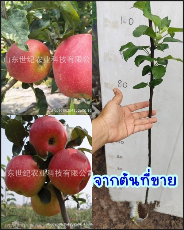 ต้น แอปเปิ้ล ต้นแอปเปิ้ล แอนนา ?? Anna Apple tr | Shopping by lewat - เมืองมหาสารคาม มหาสารคาม