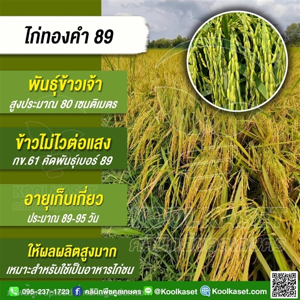 พันธุ์ข้าว ข้าวเจ้า พันไก่ทองคำ 89 นาปรัง | คลินิกพืชคูลเกษตร - ชุมตาบง นครสวรรค์