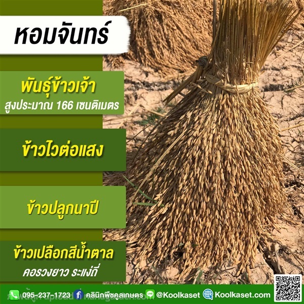 พันธุ์ข้าว ข้าวเจ้า หอมจันทร์ นาปี | คลินิกพืชคูลเกษตร - ชุมตาบง นครสวรรค์