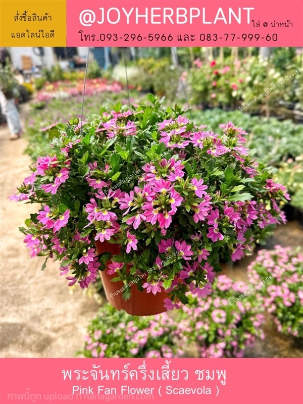 พระจันทร์ครึ่งเสี้ยว ชมพู Scaevola ไม้ดอกทุกชนิด  | ร้านจอยต้นสมุนไพร - หนองแขม กรุงเทพมหานคร