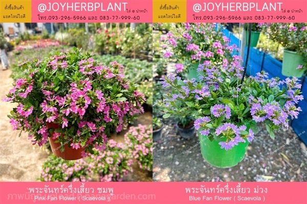 พระจันทร์ครึ่งเสี้ยว ม่วง Scaevola ไม้ดอกทุกชนิด  | ร้านจอยต้นสมุนไพร - หนองแขม กรุงเทพมหานคร