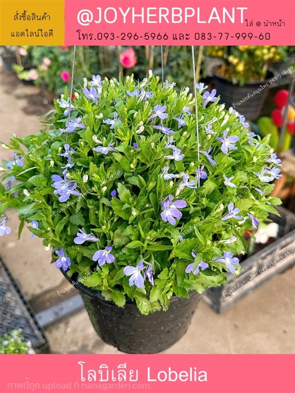 ต้นโลบีเลีย  Lobelia และไม้ดอกทุกชนิด ปลีก-ส่ง | ร้านจอยต้นสมุนไพร - หนองแขม กรุงเทพมหานคร