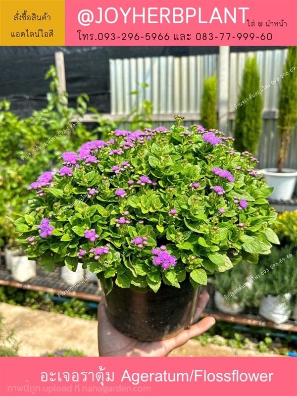 อะเจอราตุ้ม (Ageratum) และไม้ดอกทุกชนิด ปลีก-ส่ง | ร้านจอยต้นสมุนไพร - หนองแขม กรุงเทพมหานคร