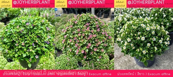 ต้นม่วงเทพรัตน์  ม่วง ชมพู  ขาว ขายทุกขนาด | ร้านจอยต้นสมุนไพร - หนองแขม กรุงเทพมหานคร