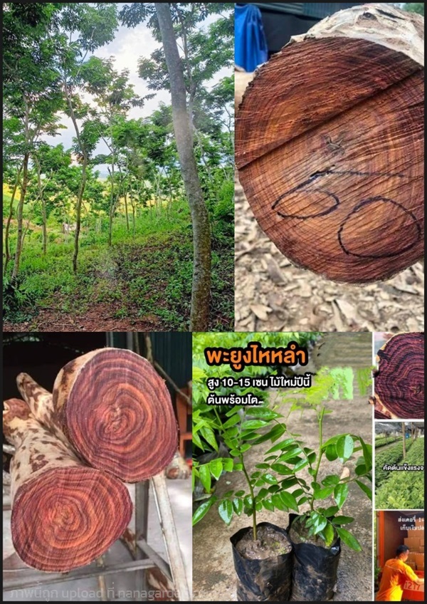 ต้นพะยูงไหหลำ พะยูงไหหลำ พะยูงจีน Dalbergia odorif | Shopping by lewat - เมืองมหาสารคาม มหาสารคาม