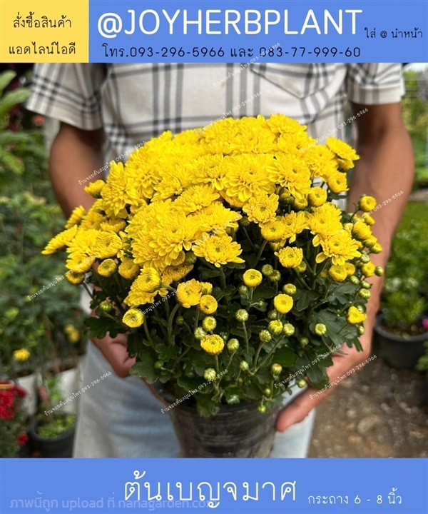 ต้นเบญจมาศ สีเหลือง ขายปลีก-ขายส่งทุกสี ทุกขนาด | ร้านจอยต้นสมุนไพร - หนองแขม กรุงเทพมหานคร