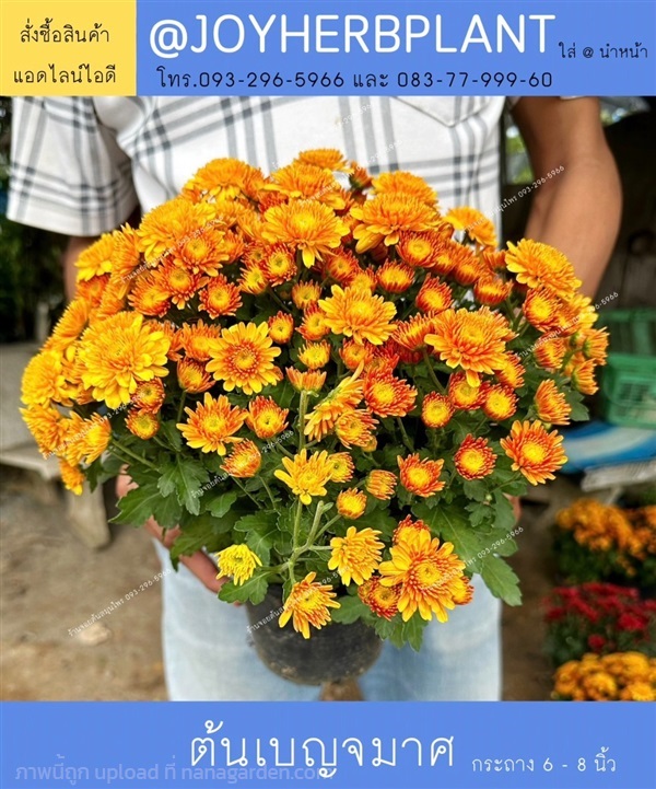 ต้นเบญจมาศ สีเหลืองส้ม ขายปลีก-ขายส่งทุกสี ทุกขนาด | ร้านจอยต้นสมุนไพร - หนองแขม กรุงเทพมหานคร