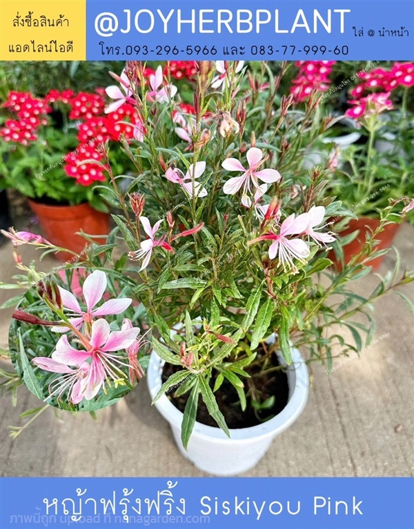 หญ้าฟรุ้งฟริ้ง siskiyou pink แลไม้ดอกกินได้ทุกชนิด | ร้านจอยต้นสมุนไพร - หนองแขม กรุงเทพมหานคร