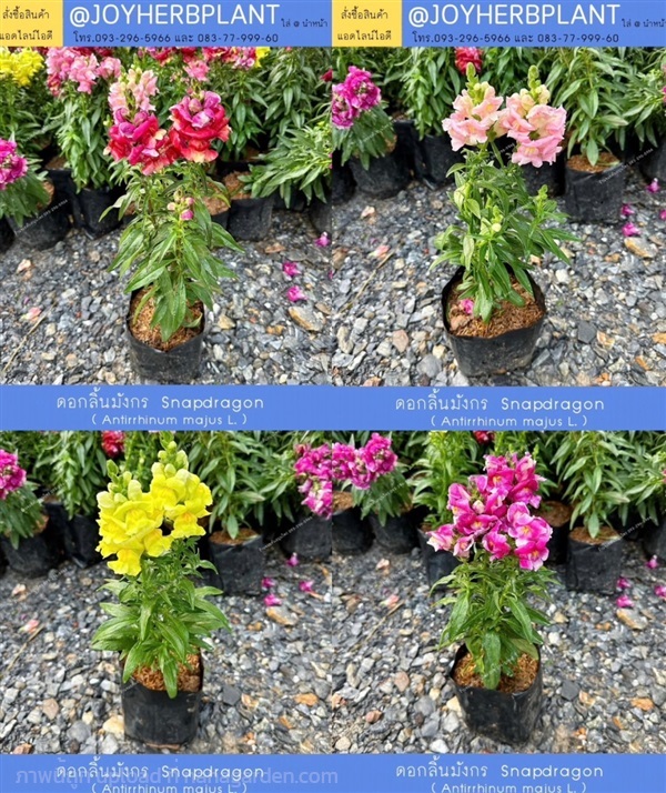 ดอกลิ้นมังกร Snapdragon และไม้ดอกทุกชนิด  | ร้านจอยต้นสมุนไพร - หนองแขม กรุงเทพมหานคร