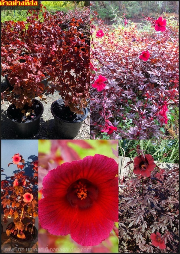 ต้นชบาเมเปิ้ล ชบาเมเปิ้ล ใบสีแดง ดอกสีแดง Hibiscus | Shopping by lewat - เมืองมหาสารคาม มหาสารคาม