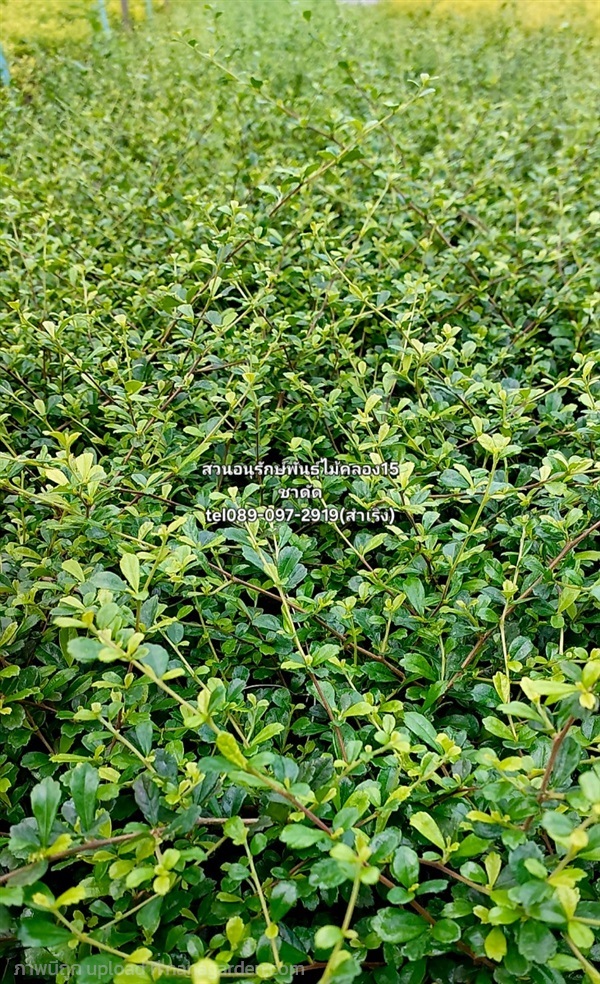 ชาฮกเกี้ยน | สวนอนุรักษ์พันธุ์ไม้คลอง15 - องครักษ์ นครนายก