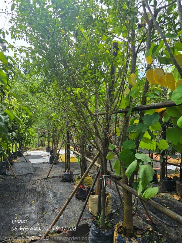 เชอร์รี่2" | สวนป้านิตย์ ปราจีนบุรี - เมืองปราจีนบุรี ปราจีนบุรี
