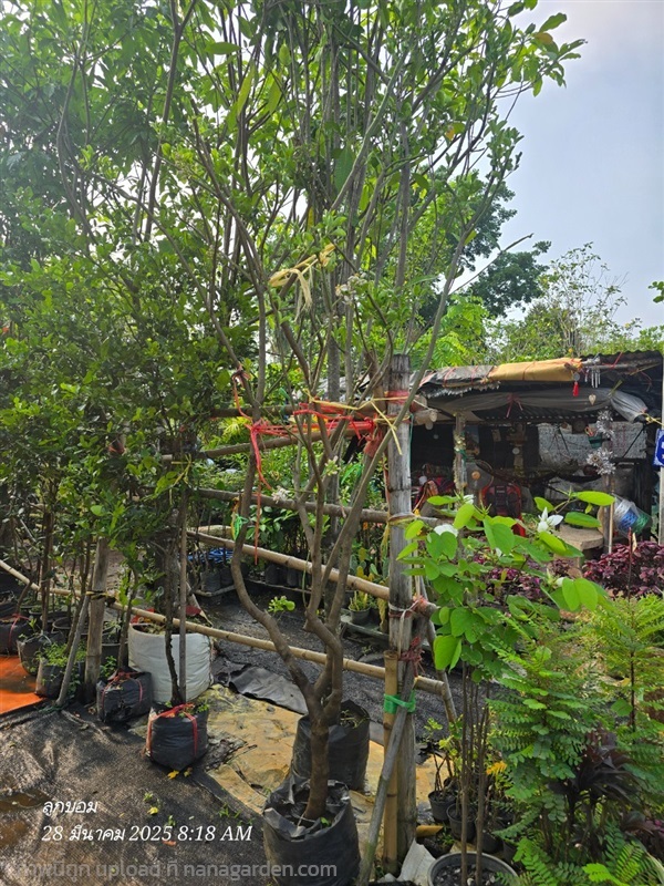 มะนาวยักษ์ ดอกหอม 2" | สวนป้านิตย์ ปราจีนบุรี - เมืองปราจีนบุรี ปราจีนบุรี