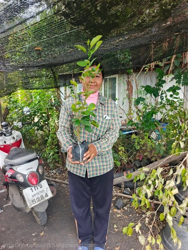 กิ่งพันธุ์มะนาว | ตรีนัย์การ์เด้นท์ - ปทุมวัน กรุงเทพมหานคร