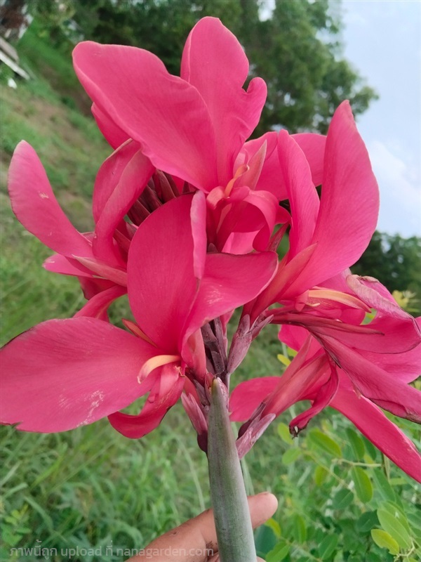 พุทธรักษาสีชมพู สีจริงตามภาพปก | เมล็ดพันธุ์ดี เกษตรวิถีไทย - เมืองระยอง ระยอง