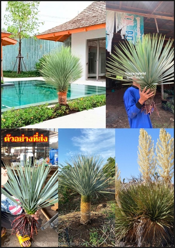 ต้นยุคค่า ใบฟ้า Yucca elata rigida hybrid rostrata | Shopping by lewat - เมืองมหาสารคาม มหาสารคาม
