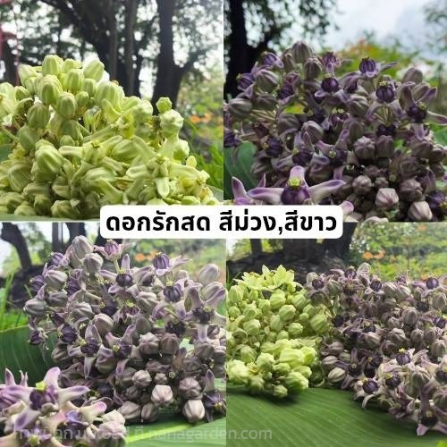 ดอกรักสดแท้ crown flower | Alungkarn - เมืองราชบุรี ราชบุรี