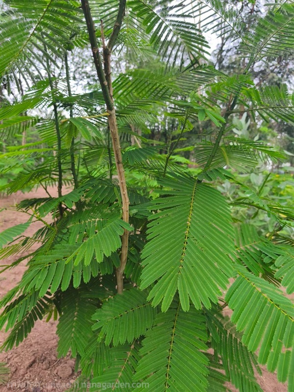 กิ่งพันธุ์ชะอม Climbing Wattle กิ่งสด | Alungkarn - เมืองราชบุรี ราชบุรี