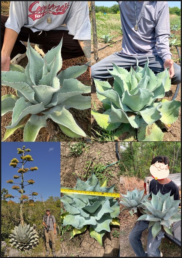 Agave ovatifolia ต้นอากาเว่ ต้นอะกาเว อากาเว่ อะกา | Shopping by lewat - เมืองมหาสารคาม มหาสารคาม