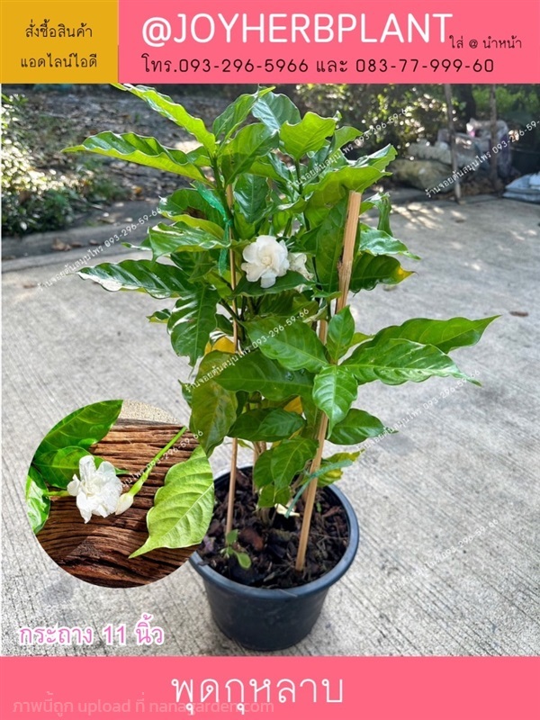 พุดกุหลาบ ต้นพุด ไม้จัดสวนทุกชนิด ขายปลีก-ส่ง | ร้านจอยต้นสมุนไพร - หนองแขม กรุงเทพมหานคร