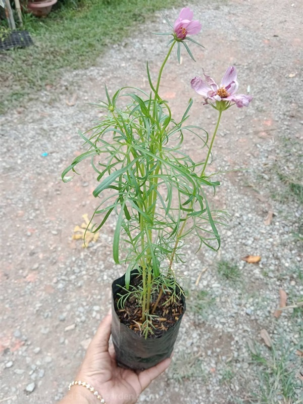 ต้นพันธุ์ คอสมอส  ถุงดำ 29 บาท พร้อมปลูก Cosmos | เจซีฟาร์ม - เวียงชัย เชียงราย