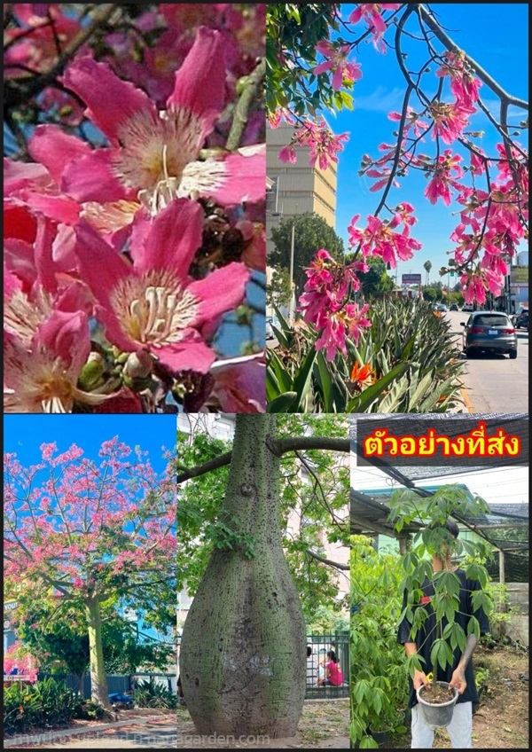 ต้นงิ้วชมพู งิ้วชมพู ต้นไหมจุรี Silk Floss Tree Ch | Shopping by lewat - เมืองมหาสารคาม มหาสารคาม