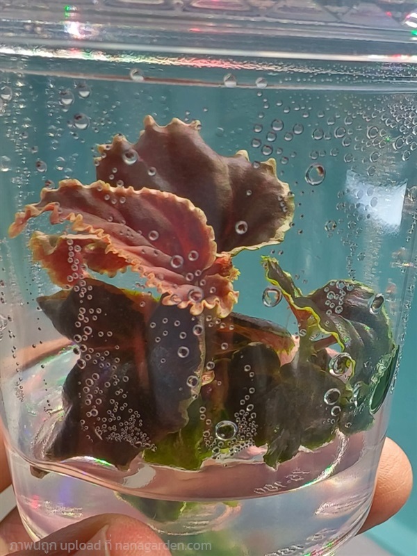 บีโกเนีย (Begonia Darthvaderiana) | เพาะพันธุ์บีโกเนีย สายพันธุ์ Darthvaderiana - ธนบุรี กรุงเทพมหานคร