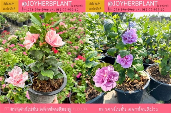 ชบาคาร์เนชั่นดอกซ้อน สีม่วง  สีชมพู ขายปลีก-ขายส่ง | ร้านจอยต้นสมุนไพร - หนองแขม กรุงเทพมหานคร