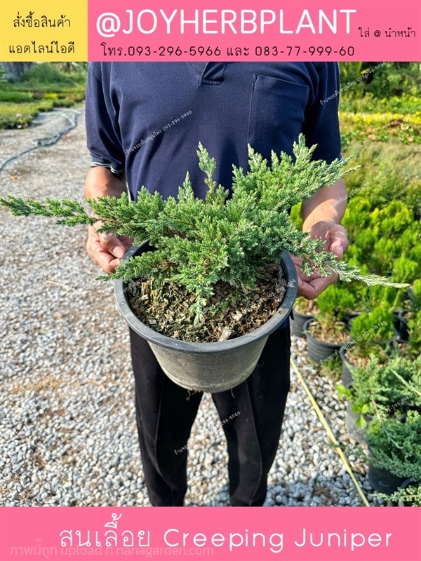 สนเลื้อย  Creeping Juniper  และไม้จัดสวนทุกชนิด  | ร้านจอยต้นสมุนไพร - หนองแขม กรุงเทพมหานคร
