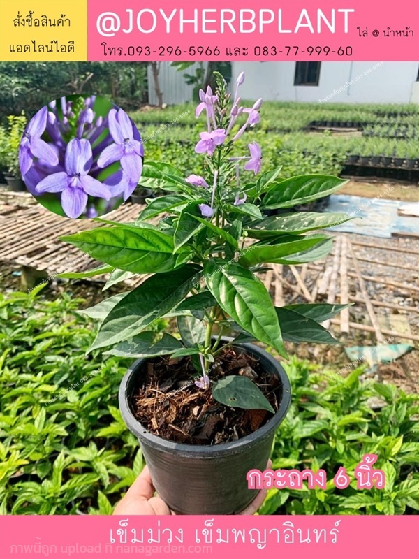 ต้นเข็มม่วง และไม้จัดสวนทุกชนิด ขายปลีก-ขายส่ง | ร้านจอยต้นสมุนไพร - หนองแขม กรุงเทพมหานคร