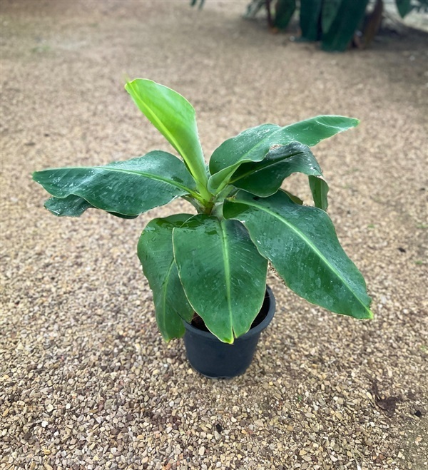 กล้วยหอมแคระ ไม้ประดับ มีลูกกินได้ มีราคาส่ง | CTK Garden - เมืองราชบุรี ราชบุรี
