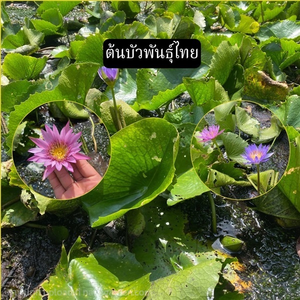 ต้นบัวฉลองขวัญ Chalong Khwan | Alungkarn - เมืองราชบุรี ราชบุรี