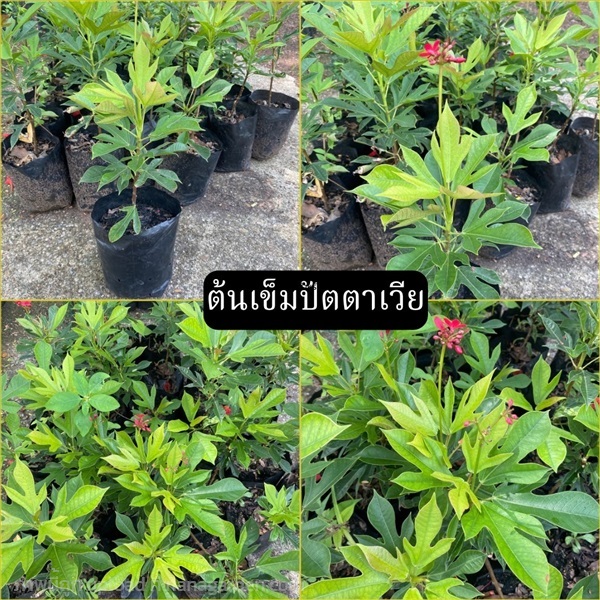 ต้นเข็มปัตตาเวีย Peregrina, Spicy jatropha | Alungkarn - เมืองราชบุรี ราชบุรี