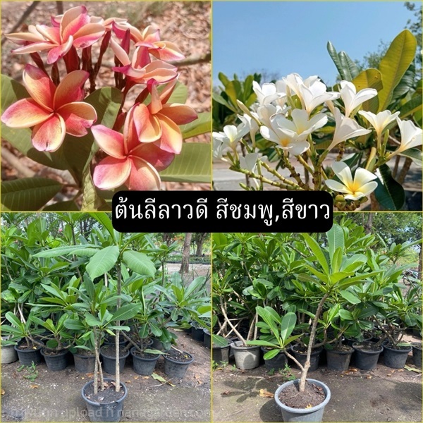 ต้นลีลาวดีชมพูเข้ม / ขาว Frangipani | Alungkarn - เมืองราชบุรี ราชบุรี