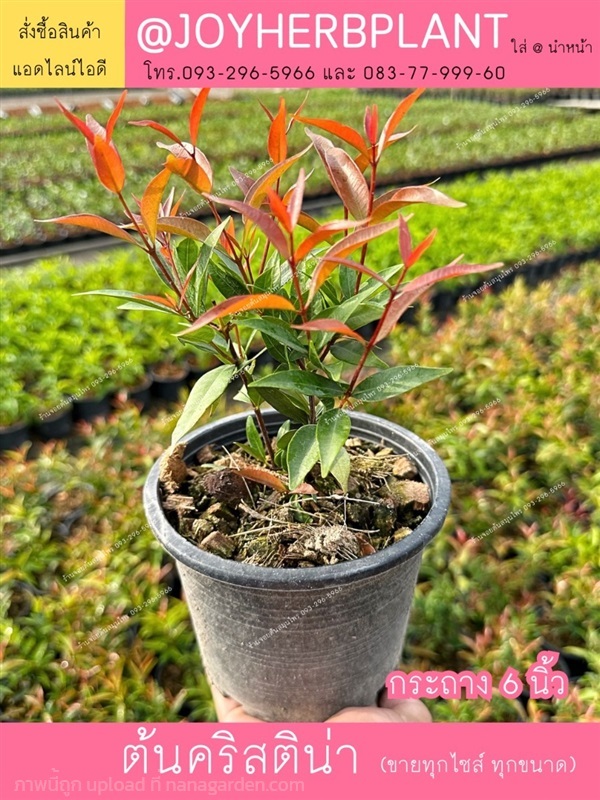 ต้นคริสติน่า และไม้จัดสวนทุกชนิด ขายปลีก ขายส่ง | ร้านจอยต้นสมุนไพร - หนองแขม กรุงเทพมหานคร
