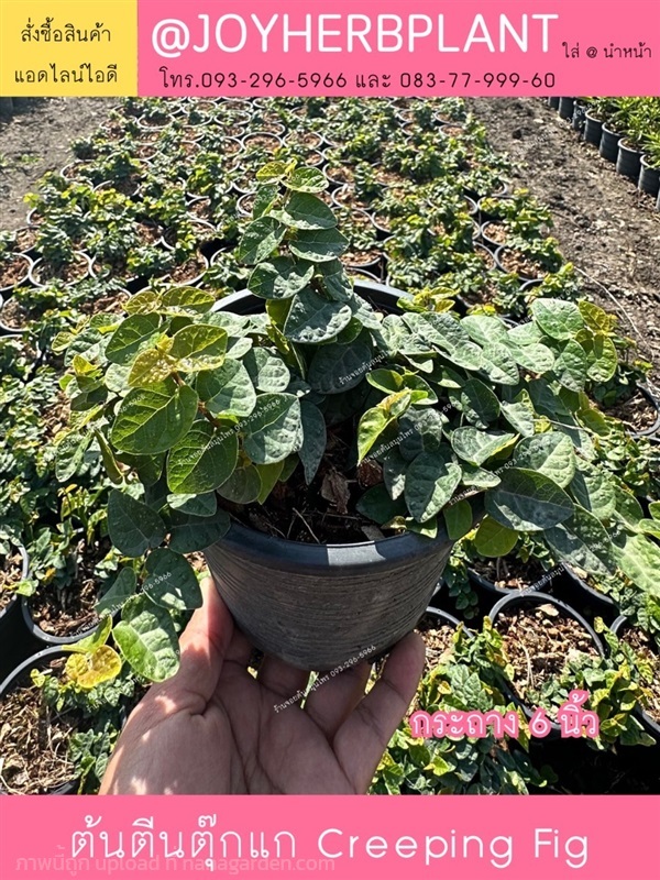 ต้นตีนตุ๊กตา Creeping fig และไม้จัดสวนทุกชนิด  | ร้านจอยต้นสมุนไพร - หนองแขม กรุงเทพมหานคร