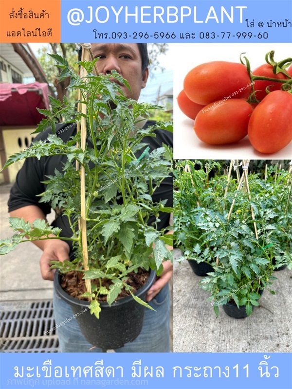 ต้นมะเขือเทศสีดา พร้อมให้ผล และไม้สวนครัวทุกชนิด | ร้านจอยต้นสมุนไพร - หนองแขม กรุงเทพมหานคร