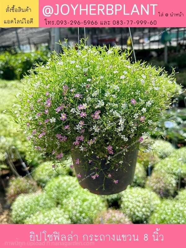 ต้นยิปโซฟิลล่า สีชมพู ขาว กระถางแขวน ขายปลีก-ส่ง | ร้านจอยต้นสมุนไพร - หนองแขม กรุงเทพมหานคร